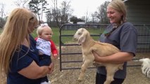 Cute Baby Is A Natural Goat Whisperer