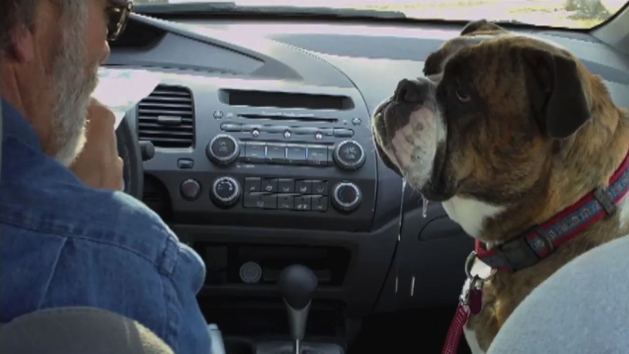 Drooling Bulldog Really Wants A Hamburger
