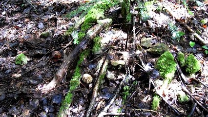 20 mai 2016 morilles dans les bois