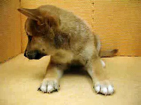 06/25柴犬 Shiba -公幼犬-日新犬舍