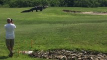 un alligator géant s'invite sur un parcours de golf en Floride