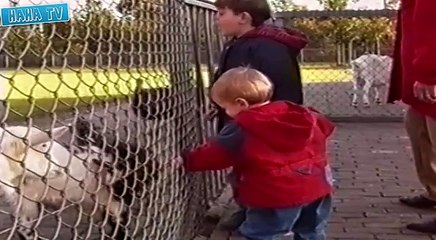 Brutal Animal Attacks on People 2015 – Top Funny Animal Accidents 2015