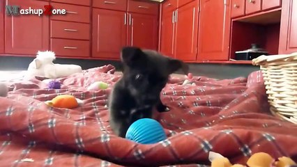 Cute Puppies - A Cute Puppy Videos Compilation 2015