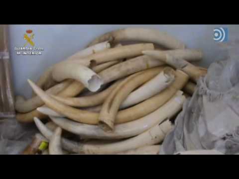 Incautan en un pueblo madrileño 74 colmillos de elefante