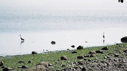 Herons fishing Pacific harbour