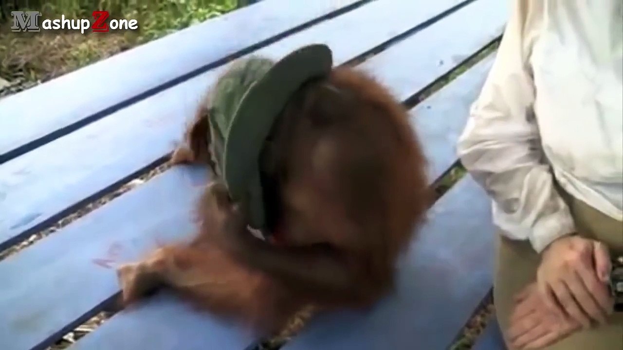 Funny Monkey Videos - A Funny Monkeys Compilation 2015