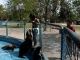 Zoo Lujan - Alessandra e Paulinho alimentando os Leões Marinhos - 28/09/11