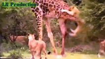 Biggest wild animal fights   CRAZIEST Animals Attack Caught   Crazy animal attack, animal fight 4