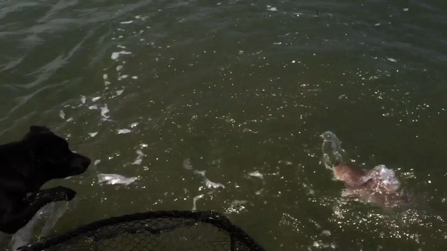 Dog Jumps In To Help Catch A Fish