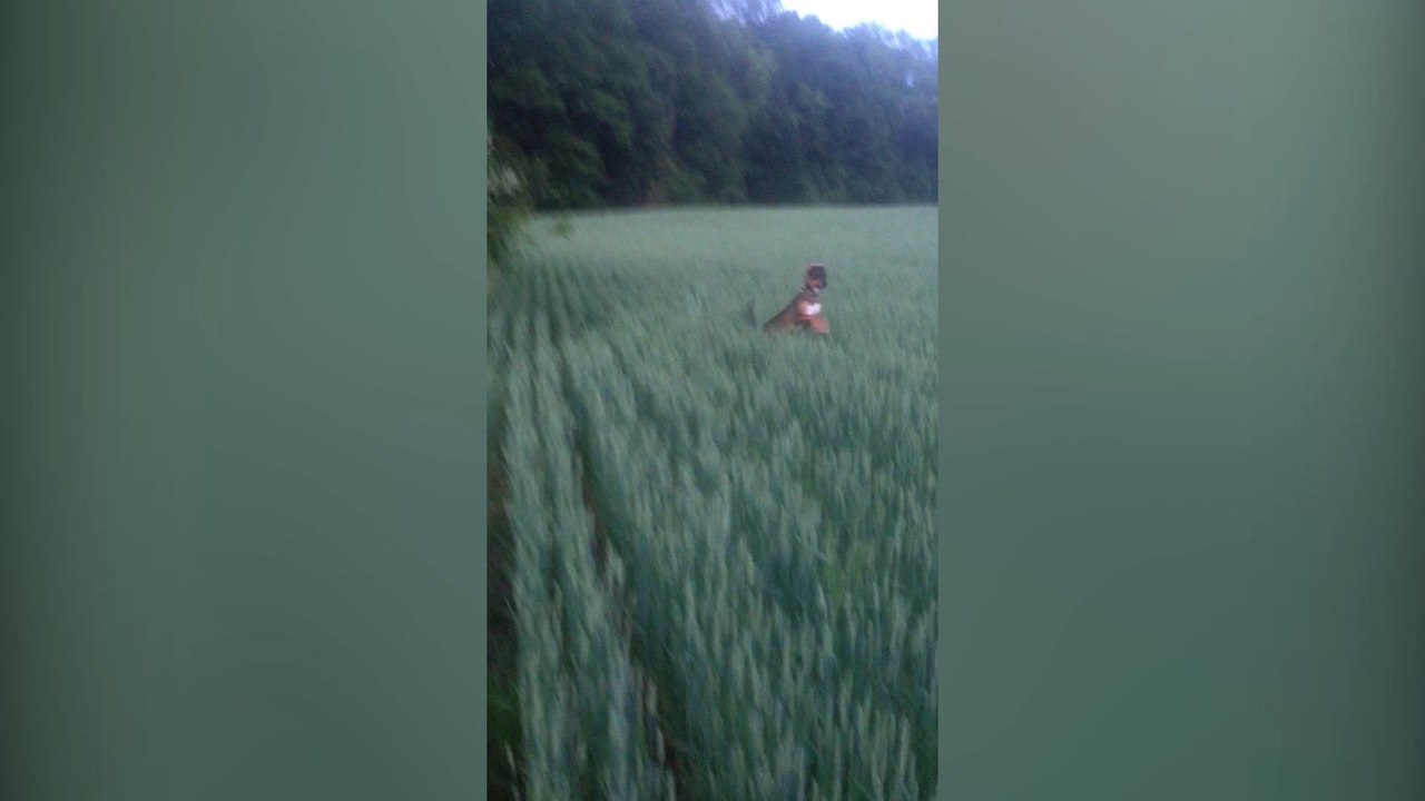 Small Dog Bounces Around A Tall Grass Field