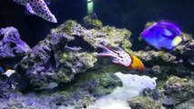 L'aquarium de Nautile - Internet ADSL et fibre optique Nouvelle-Calédonie