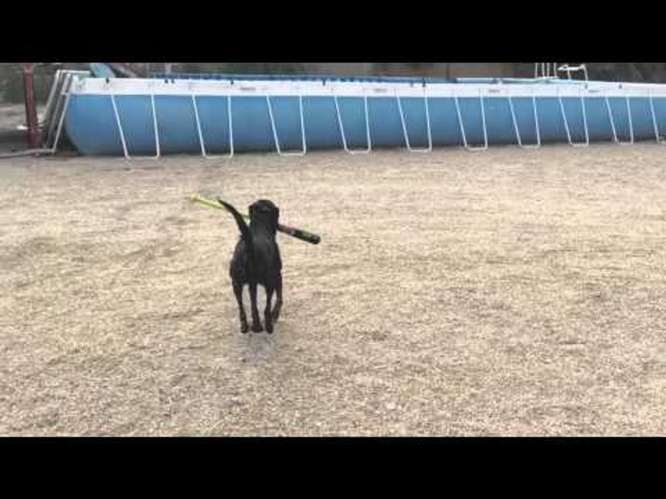 Dog Trainer Gets Dog to Hit Ball With Baseball Bat