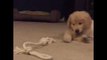 Adorable Puppy Is Super Excited by His Rope Toy