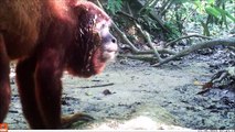 Camera Trapping Red Howler Monkeys 2, The Peruvian Amazon Rainforest (2013)