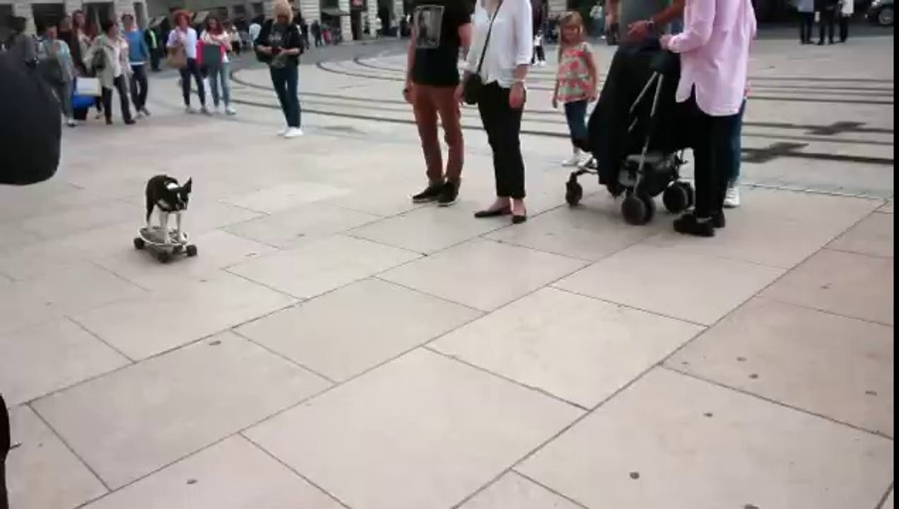 Skateboarding Dog