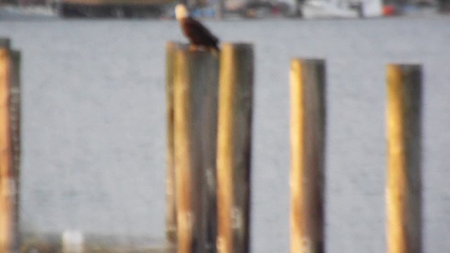 Otter jumping to sea, Eagle on post, Seals resting, Swan Gooses on beach