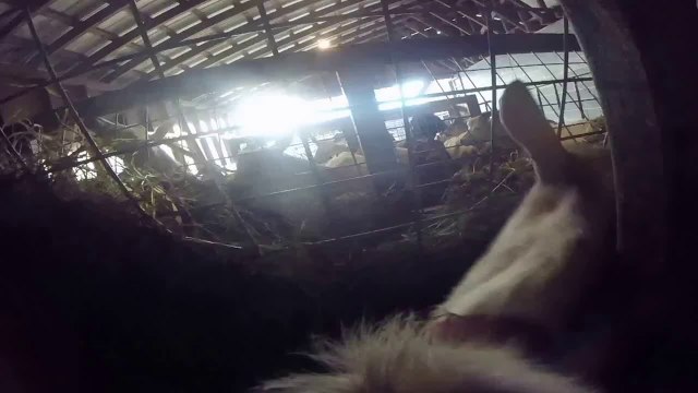 GoatPro Milking Parlour