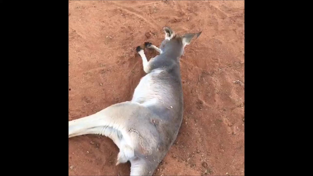 Cutest Kangaroo Ever Sunbathes / Indi Meet Jimmy
