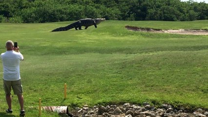 Giant Gator Walks Across Florida Golf Course