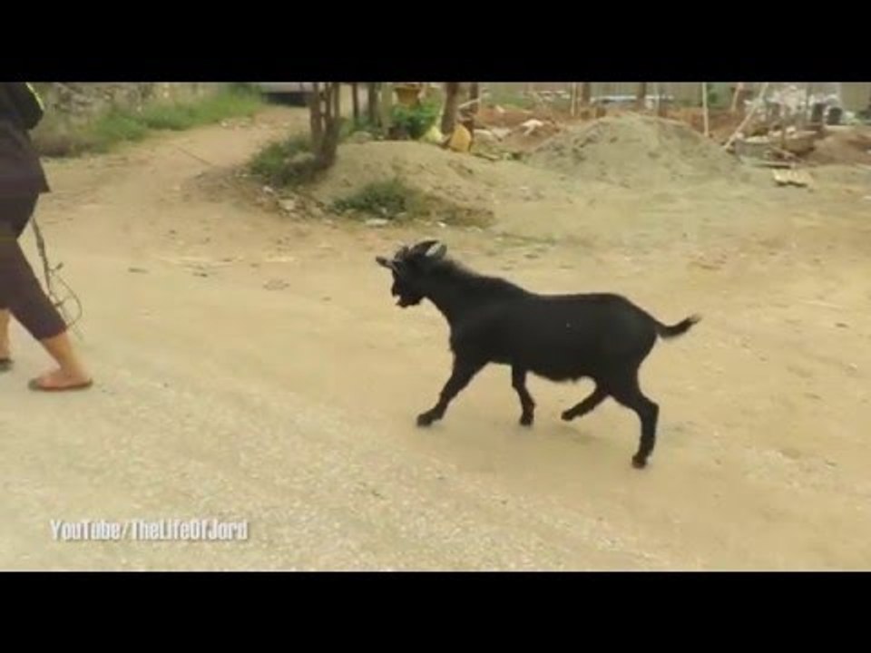 Angry Goat Roars Crazy Noises