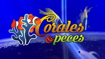 Corales y Peces - Rifa de Pecera 29 de Febrero