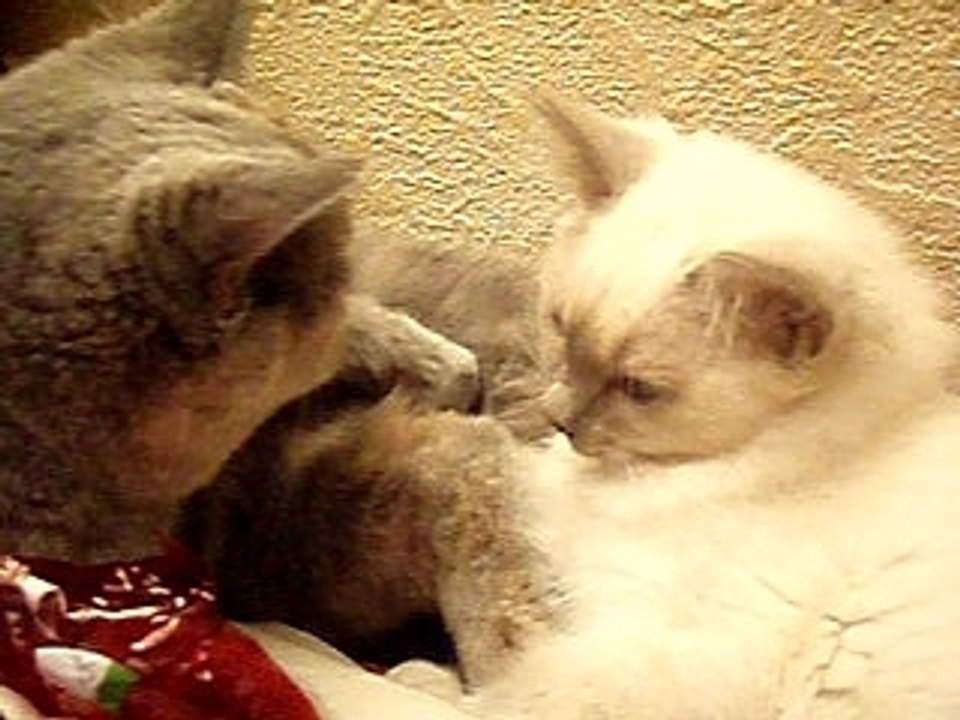 bub et cham bisous