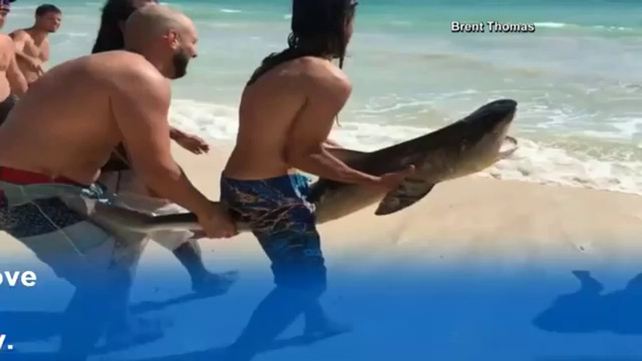 Caught on camera Shark rescued after washing up on Hawaii beach  Watch News Videos Online