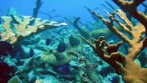 Scuba Diving in Thailand Emily Hong