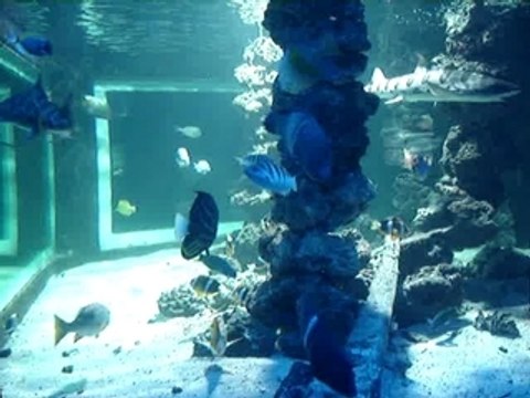 requin aquarium Monaco