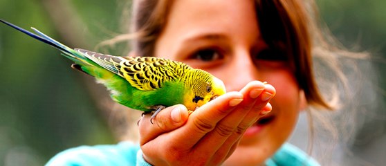 Bird Sex Time (Bajurika Kissing) Time and love bird
