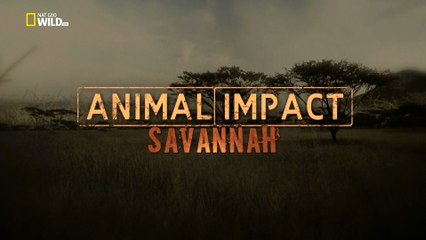 Природная инженерия: стратегии выживания в саванне