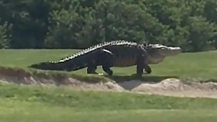 Monster Alligator Caught on Florida Golf Course, Fake or Real?