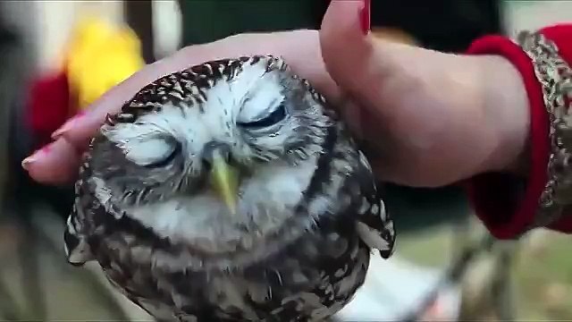 Погладь сову-подними себе настроение