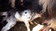 Newborn kids (baby goats) getting their first milk