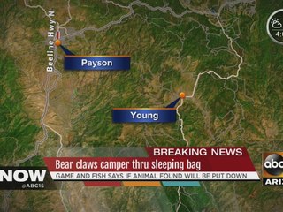 Bear claws camper near Cherry Creek