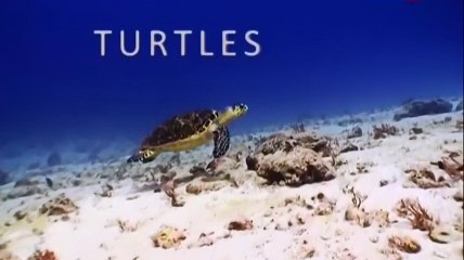 Черепахи. Маленькие, но значительные / Little Matters: Turtles (2016)