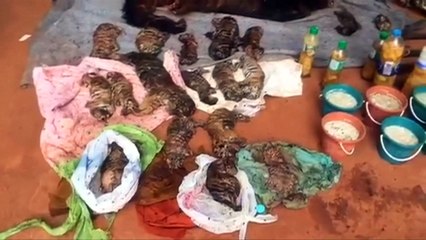 Forty dead tiger cubs found in freezer at a Thai temple