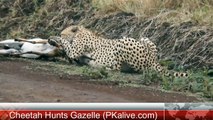 Cheetah hunts Gazelle