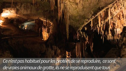 De rares "dragons" sur le point d'éclore dans une grotte slovène