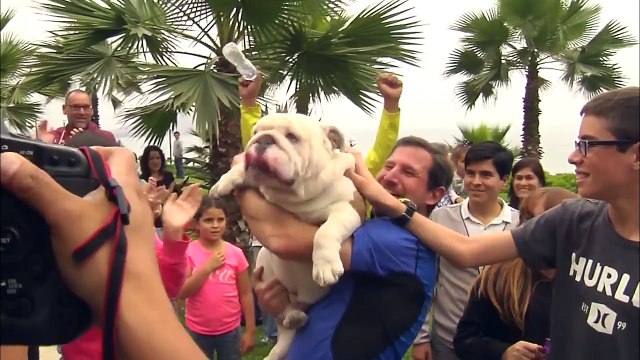 Skateboarding Bulldog Sets New World Record