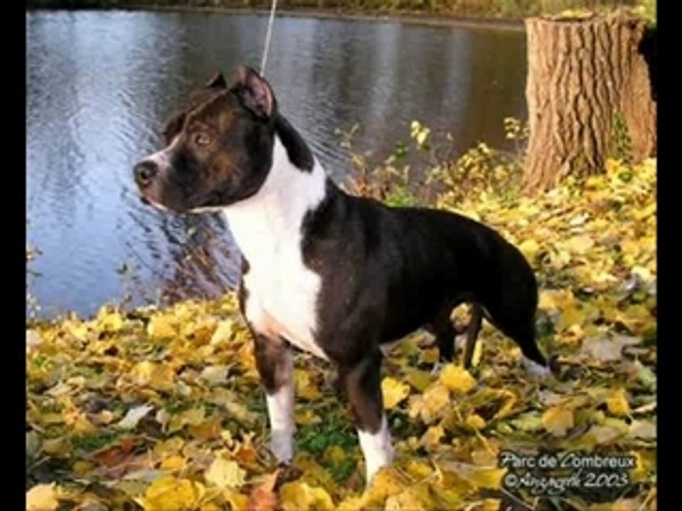 Pit bull