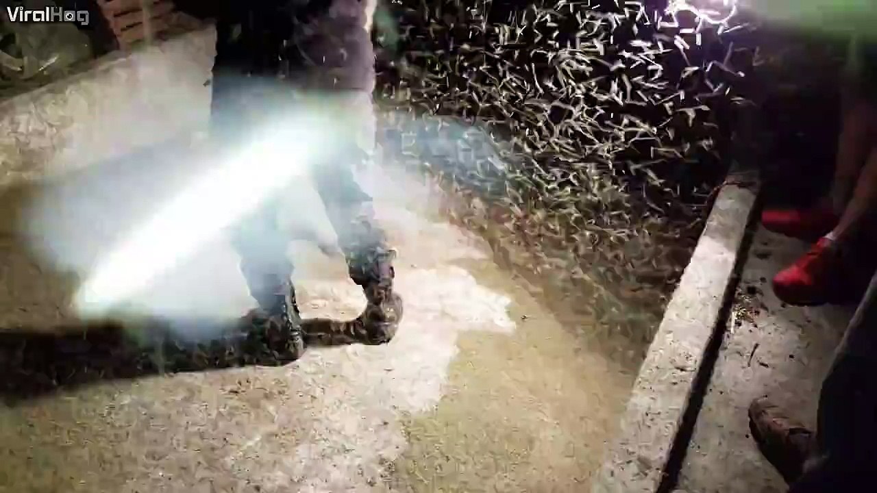 Beaucoup de mouches... Trop de mouches! Invasion d'insectes volants