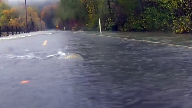 Inondations à Paris : non, ce saumon ne s'est pas échappé de la Seine