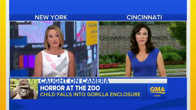 Baby Falls Into Zoos Gorilla Cage