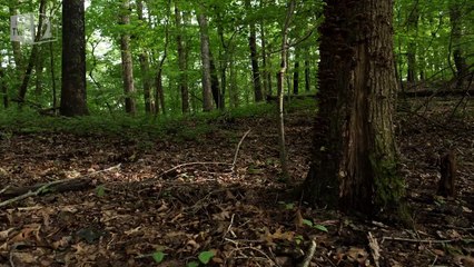 A glowing underground network of fungi - Attenborough's Life That Glows: Preview - BBC Two