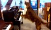 Ce chien joue du piano et aboie en même temps haha