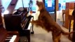 Ce chien joue du piano et aboie en même temps haha