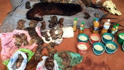 Forty dead tiger cubs found in a freezer at a Thai temple