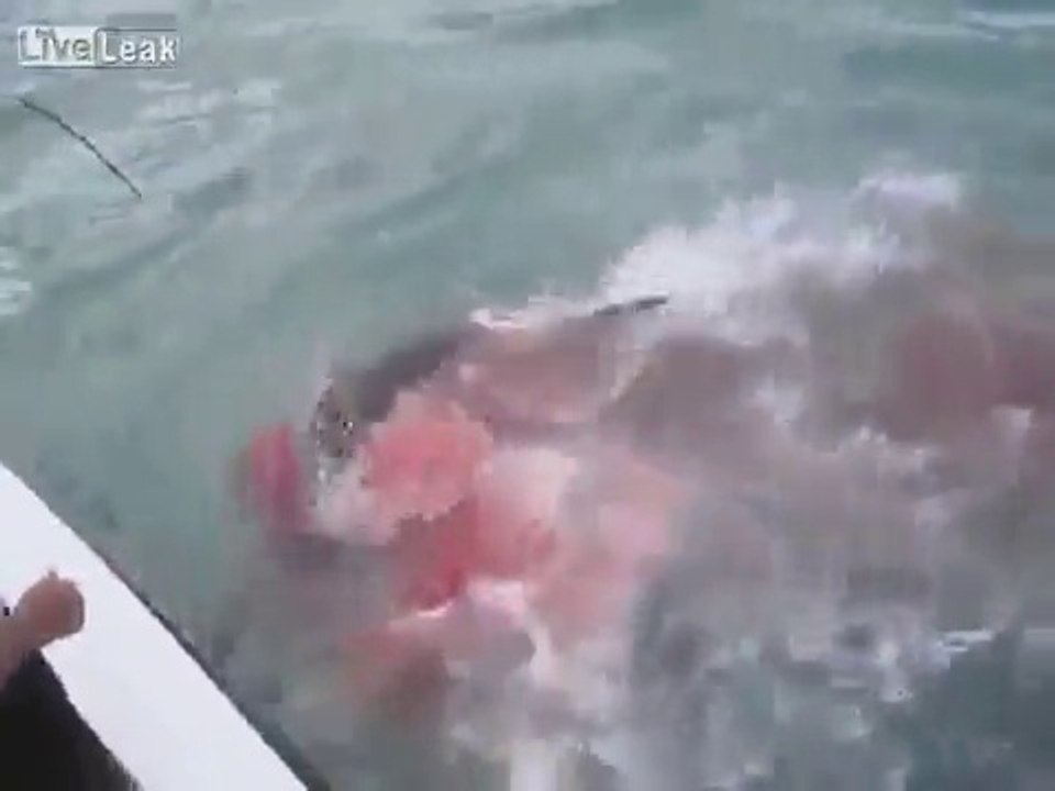 shark