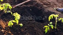 Woman In Tomato Seedlings Are Planted Flower Bed - Stock Footage | VideoHive 15369807